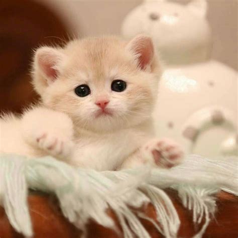 photo de chatons trop mignon.